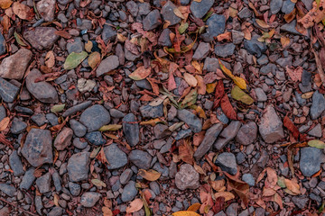 Rocks and leaves texture