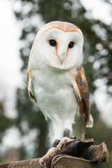 A barn owl sitting on aa branch.