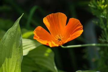 Fototapeta premium Close up of an orange California poppy in a garden in the UK
