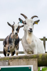 Two pygmy goats on a farm