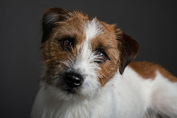 Jack Russell portraits 1 y.o.