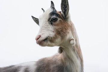 Close up of the face of a brown and white pygmy goat