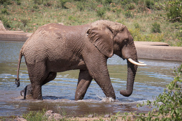 Elephant walking out of waterhole