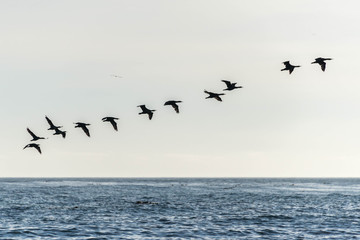 Fototapeta premium A flight of cormorants form a line as they take off from the oceans surface, South Africa