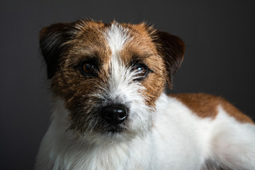 Jack Russell portraits 1 y.o.