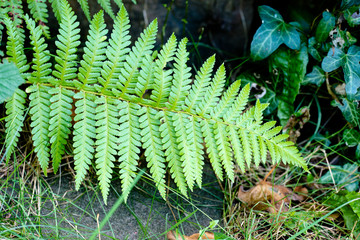 Close up of a green fern leaf