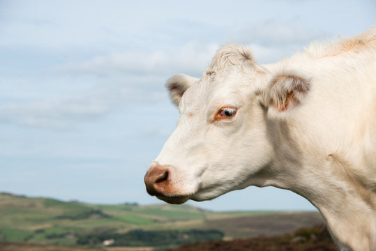 A charolais cow in moorland in the UK