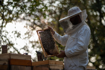 Imker beim Kontrollieren seiner Bienenvölker
