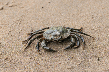 Close up of a brown crab on a beach