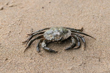 Close up of a brown crab on a beach