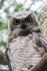Close up of a great horned owl in an enclosure in the UK