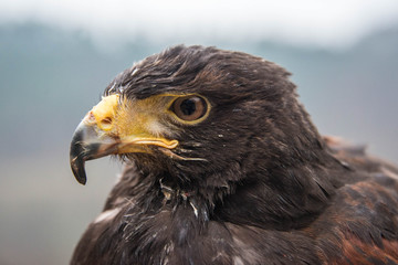 Close up of the profile of a Harris hawk