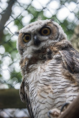 Close up of a great horned owl in an enclosure in the UK