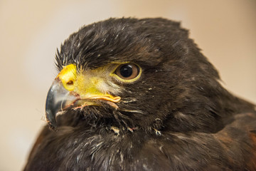 Close up of the profile of a Harris hawk