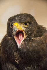 Close up of the face of a Harris hawk