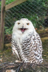 Close up of a female snowy owl
