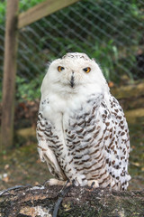Close up of a female snowy owl