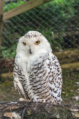 Close up of a female snowy owl