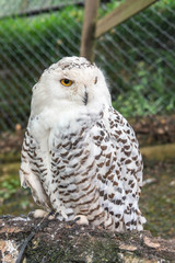 Close up of a female snowy owl