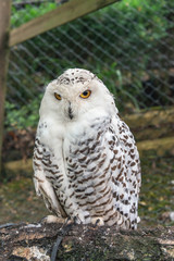 Close up of a female snowy owl