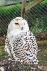 Close up of a female snowy owl