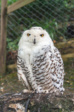 Close up of a female snowy owl