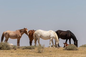 Majestic Wild Horses in the High Desert