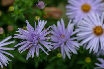 Obraz premium Herbstaster - lila