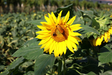  BUTTERFLY FLOWERS