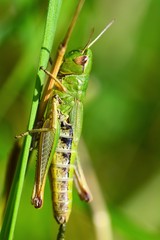 grüner Grashüpfer, Nahaufnahme