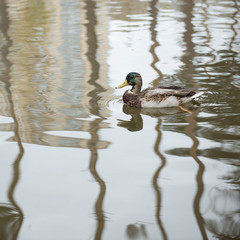 Duck in the pond. Swimming bird.