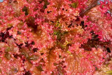 closeup red coral lettuce