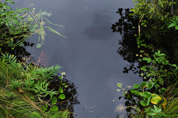 Fototapeta premium Forest lake