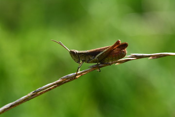 kleiner Grash&uuml;pfer