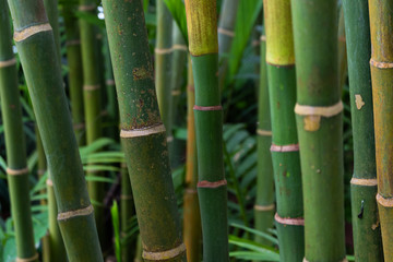 close up Bamboo tree background