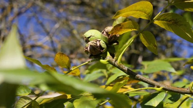 a bunch of walnuts hanging high in the tree. Long shot, real time, natural light, real time, bottom-up view, autumn, harvest time