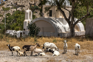 Ziegen auf Santorin