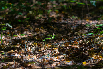 Plant grows through yellow leaves