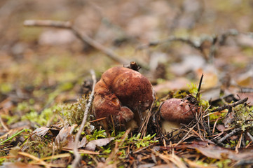 Cepe mushroom