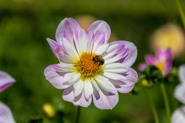 Fototapeta premium Blume mit Biene