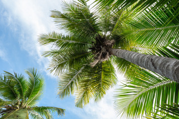 Fototapeta na wymiar coconut tree whit blue sky