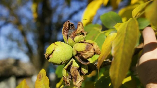 A man pulls out a walnut seed from the cracked peel. Medium shot, real time, natural light, autumn, outdoor, plantation, harvest time, day, side view