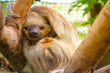 cute furry sloth sleeping while holding on the tree © Akkharat J.