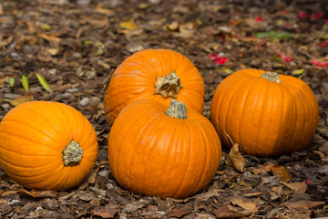 Fototapeta premium Orange pumpkins for Halloween Party