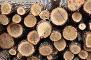Pile of wood logs ready for winter, Close up of chopped firewood, wooden background, Log Wood Pile