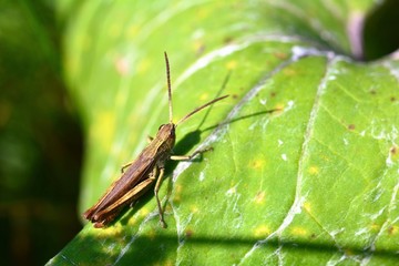 kleiner Grashüpfer auf Blatt sitzend