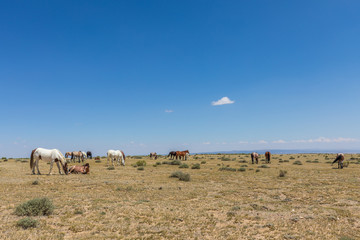 Fototapeta na wymiar Majestic Wild Horses in the High Desert