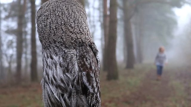 surreale Begegnung: Im Vordergrund eine Eule, aus dem Hintergrund geht eine Frau in Richtung Eule, Location Wald im Nebel
