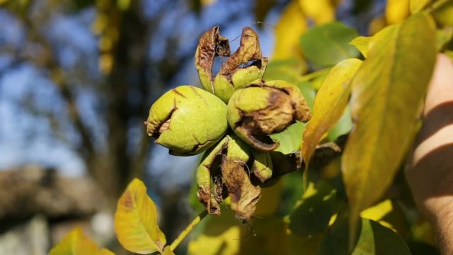 A man takes out of the outer protective skin of a walnut. People harvest the nuts from the tree. View, real time, natural light, outdoor, close up, autumn