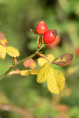 Hagebutten am Busch